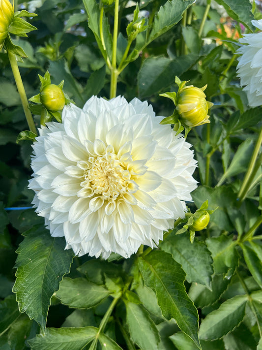 Gritts Attention - Dahlia Tuber