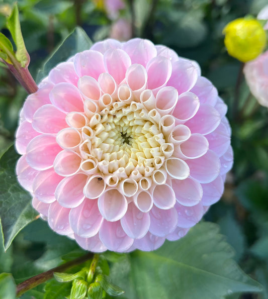 Wizard of Oz - Dahlia Tuber