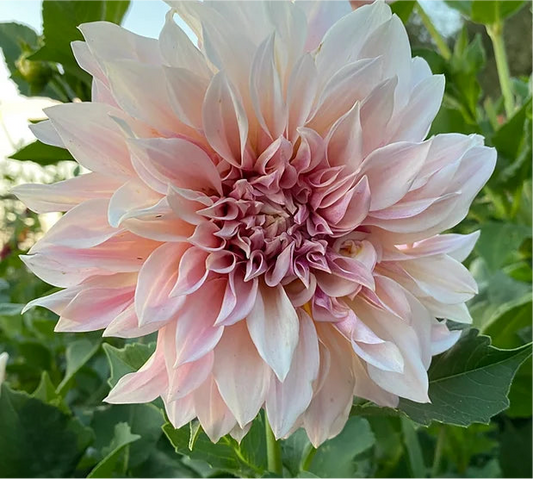 Cafe au Lait - Dahlia Tuber