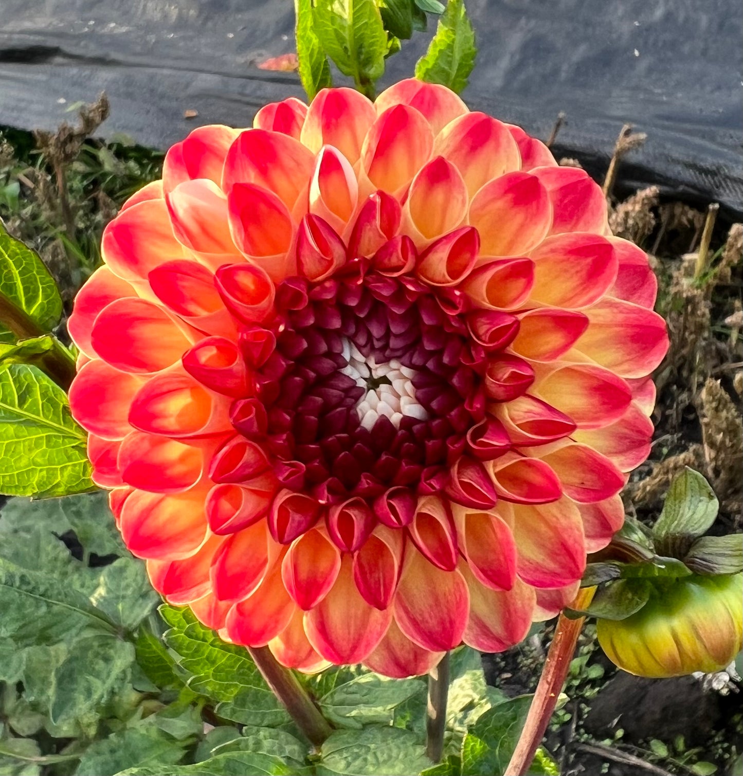 Hollyhill Calico - Dahlia Tuber