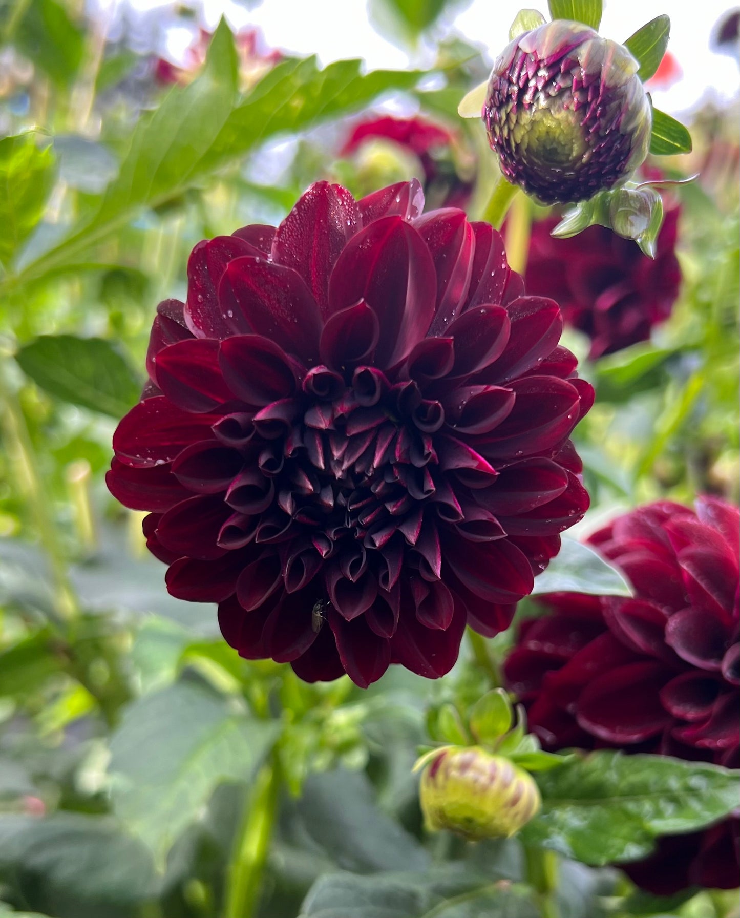 La Recolata - Dahlia Tuber