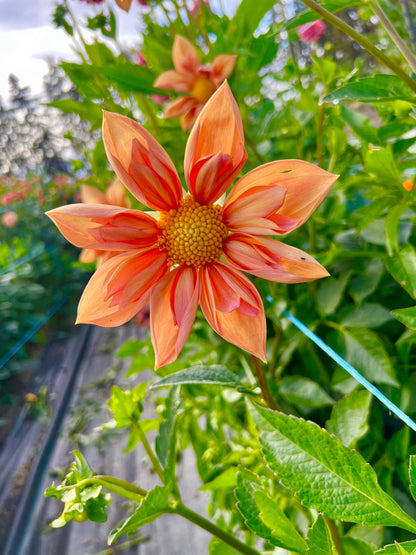 Venus - Dahlia Tuber