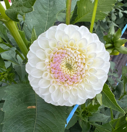 Hollyhill Miss White - Dahlia Tuber