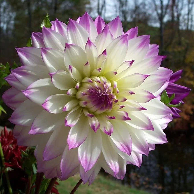 Ferncliff Illusion - Dahlia Tuber