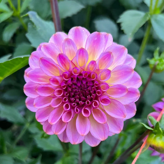 Ferncliff Thunder - Dahlia Tuber