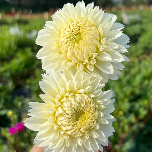 Fubuki Myama - Dahlia Tuber