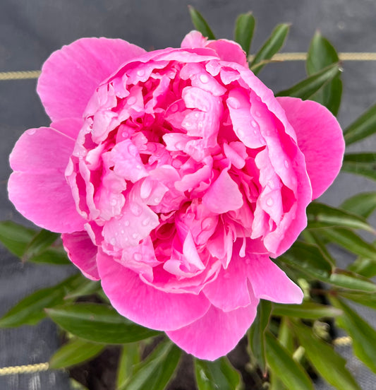 Peony Bouquet