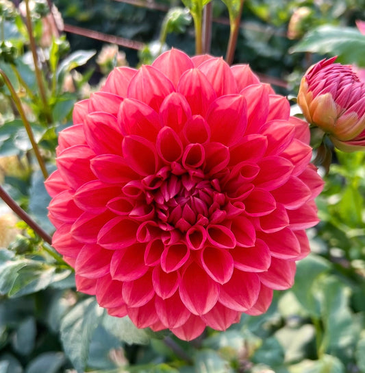 Tempest - Dahlia Tuber