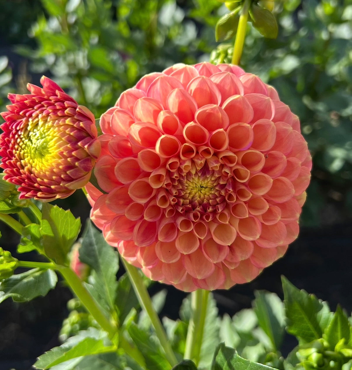 Sunspot - Dahlia Tuber