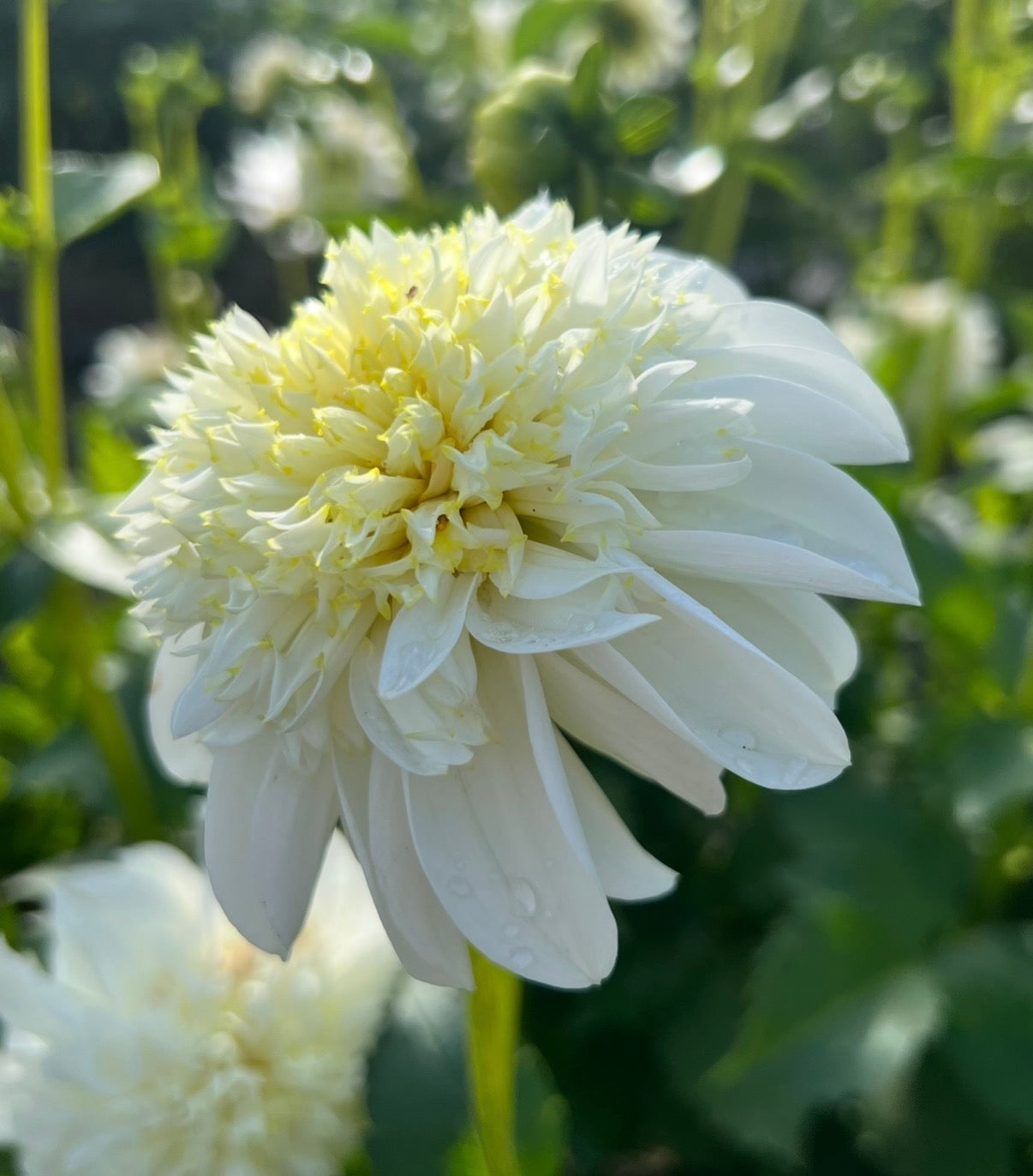 Zahra - Dahlia Tuber