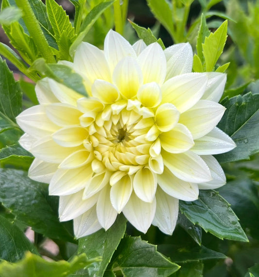 Lemon Drops - Dahlia Tuber