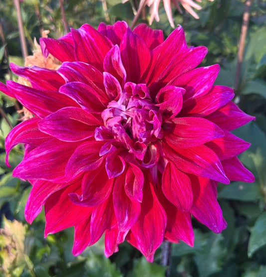 Grand Finale - Dahlia Tuber