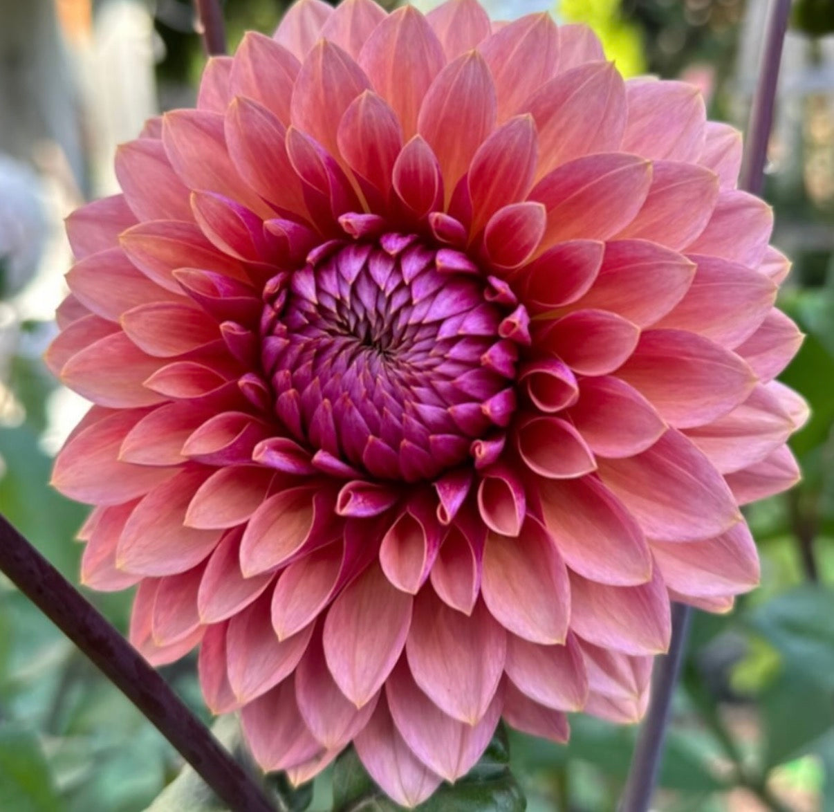 Sweet Sanne- Dahlia Tuber