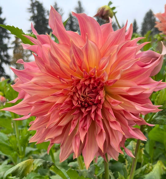 Penhill Watermelon - Dahlia Tuber