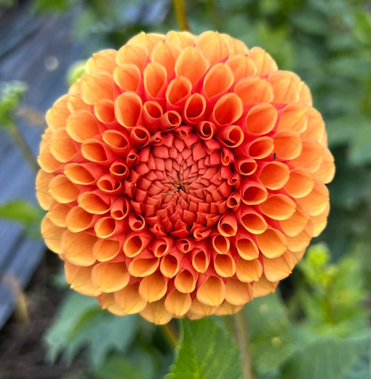Hy Suntan - Dahlia Tuber