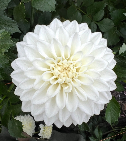 Blizzard - Dahlia Tuber