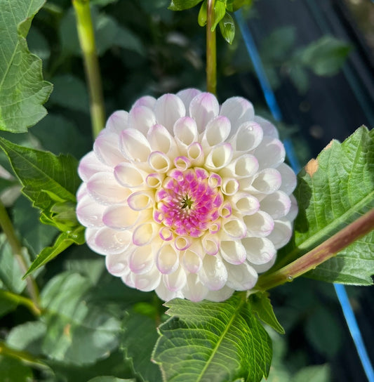 Lyn's Louise - Dahlia Tuber