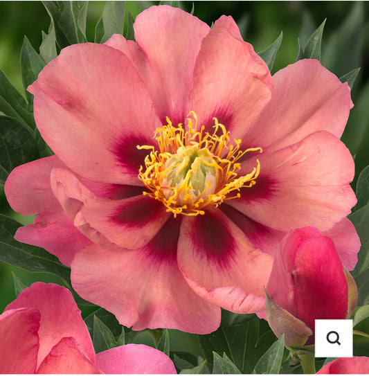 Old Rose Dandy - Peony Root