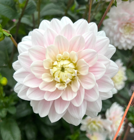 Silver Years - Dahlia Tuber