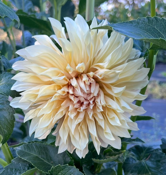 Cafe de Paris - Dahlia Tuber