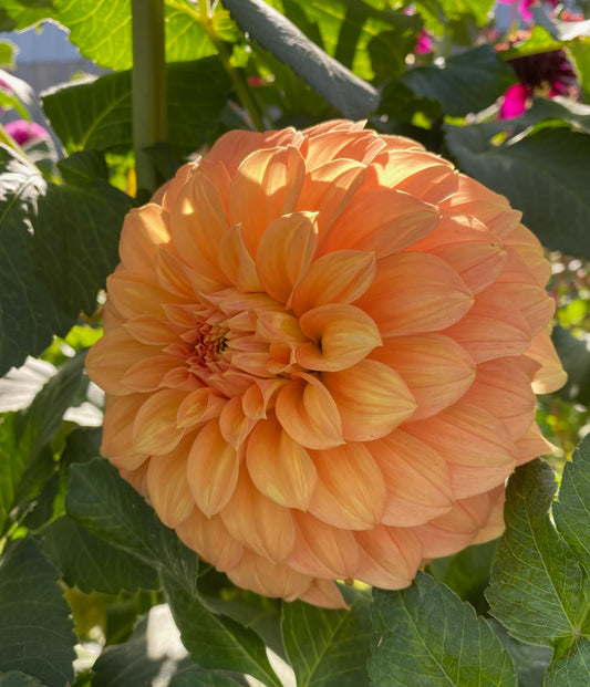 Braken Palomino - Dahlia Tuber