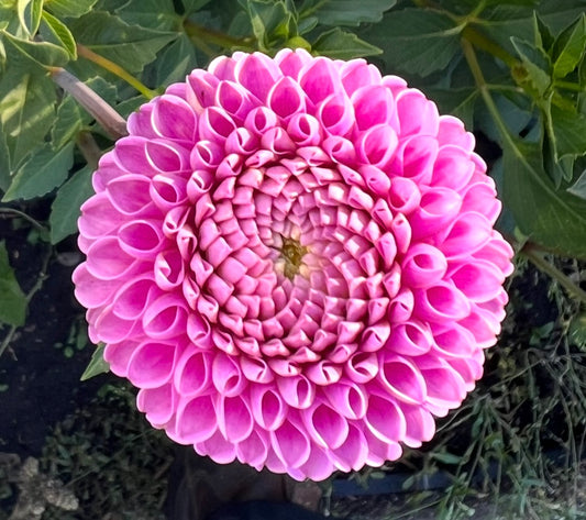 Franz Kafka - Dahlia Tuber