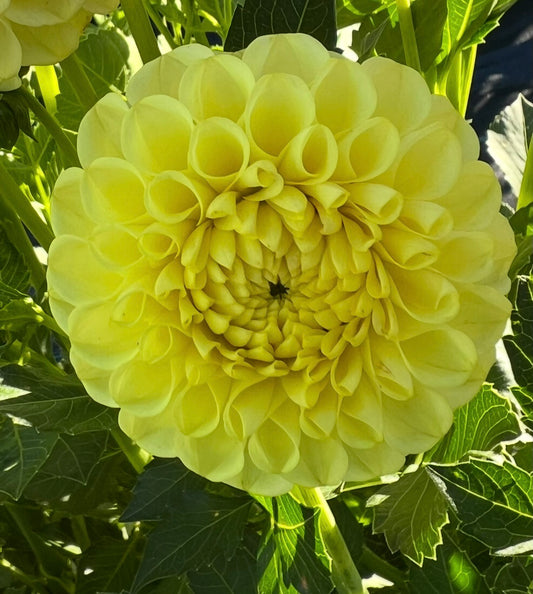 Ferncliff Gumdrop - Dahlia Tuber