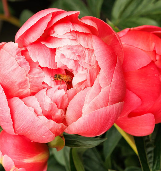 Coral Charm - Peony Root