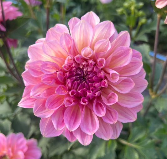 Calico Rose - Dahlia Tuber