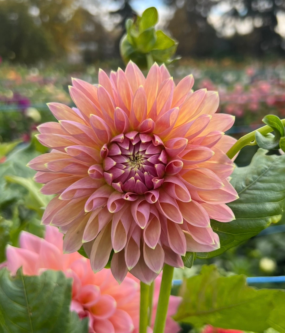Castle Drive - Dahlia Tuber