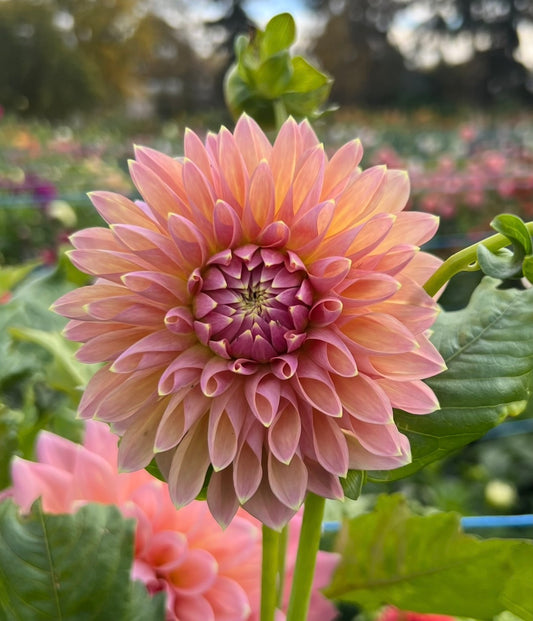 Castle Drive - Dahlia Tuber