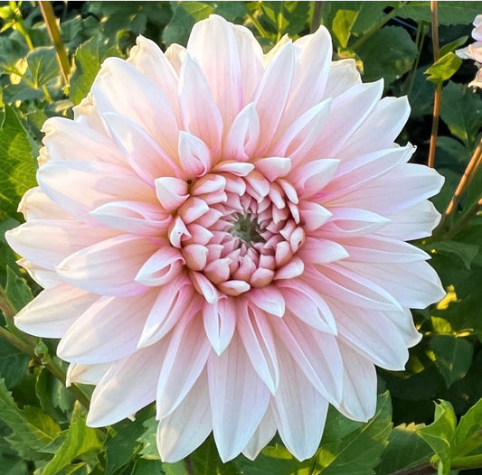 Budapest Blush - Dahlia Tuber