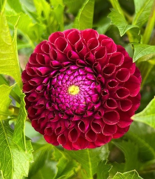 Ivanetti - Dahlia Tuber