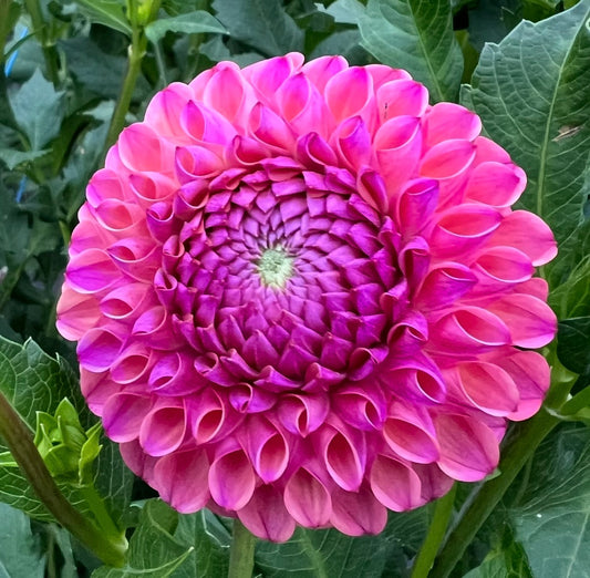 Isabel - Dahlia Tuber
