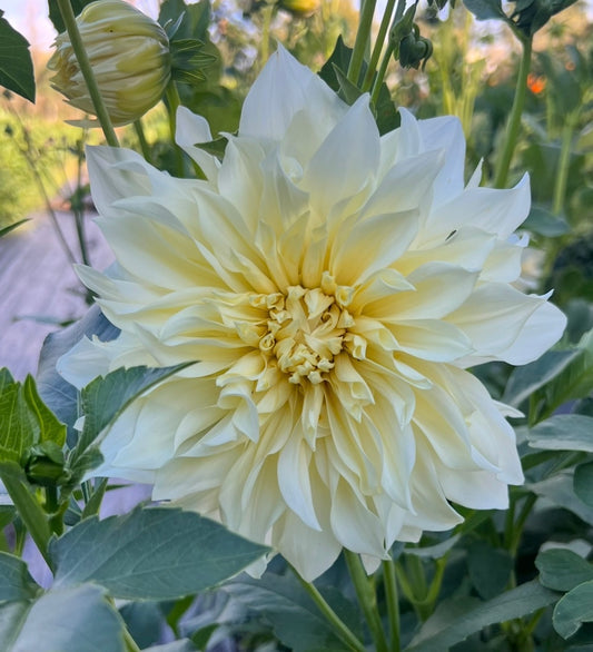 Cafe Supreme - Dahlia Tuber