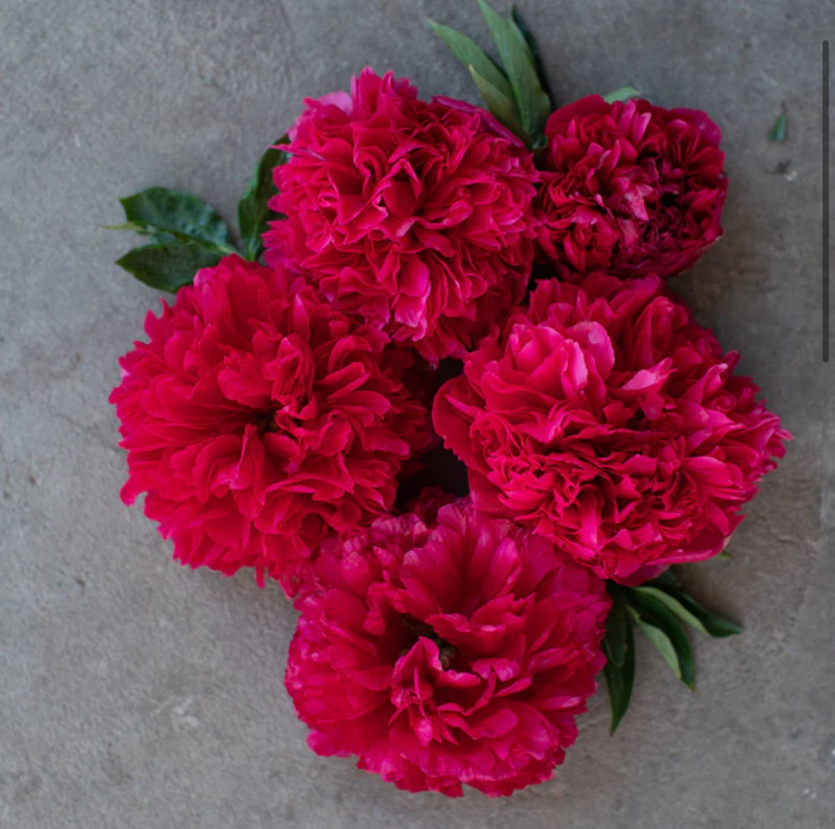 Command Performance - Peony Root