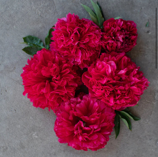 Command Performance - Peony Root