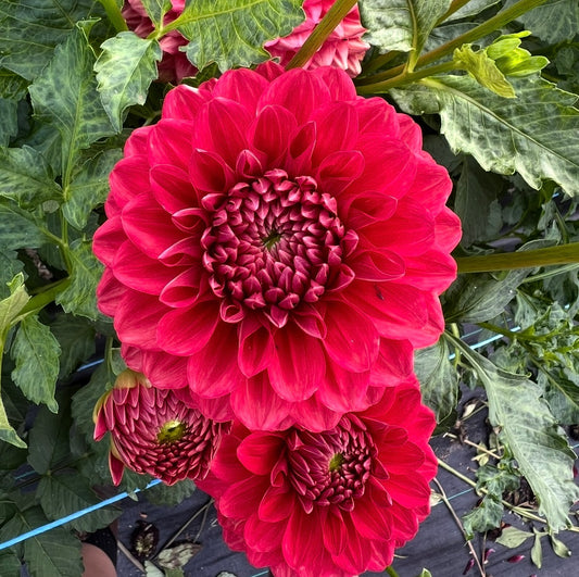 CT Mason - Dahlia Tuber