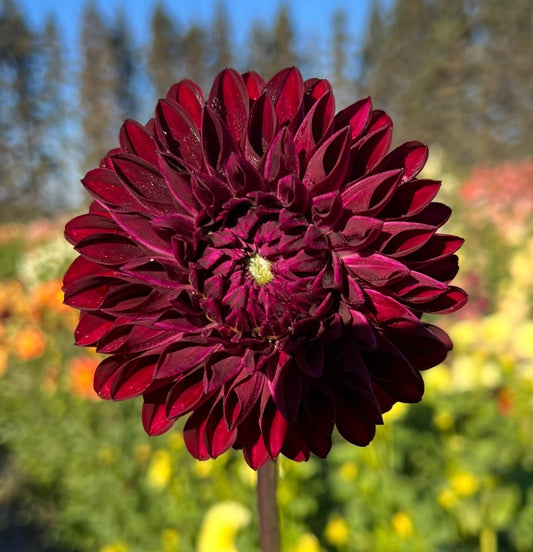 Night Night - Dahlia Tuber