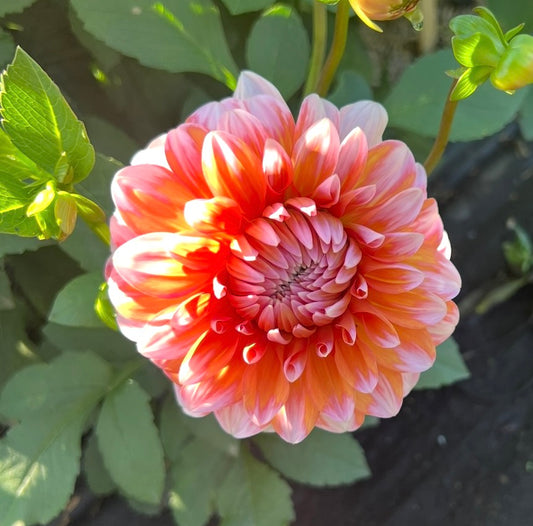 Apple Blossom Double - Dahlia Tuber