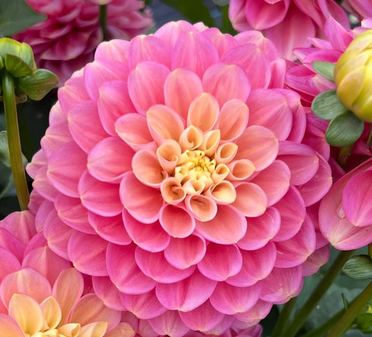 Milena Fleur - Dahlia Tuber