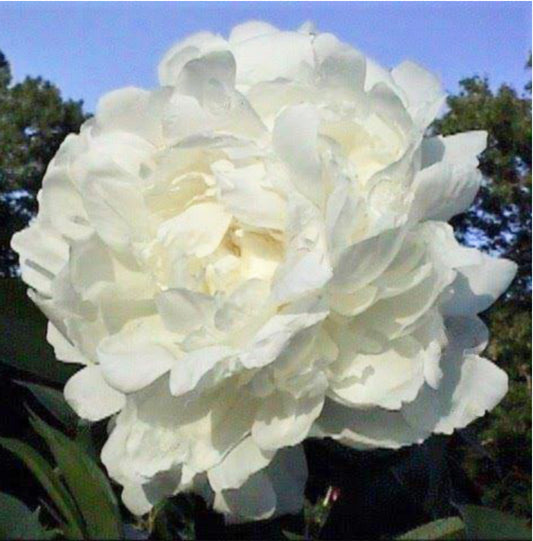Dr. F.G Brethour - Peony Root