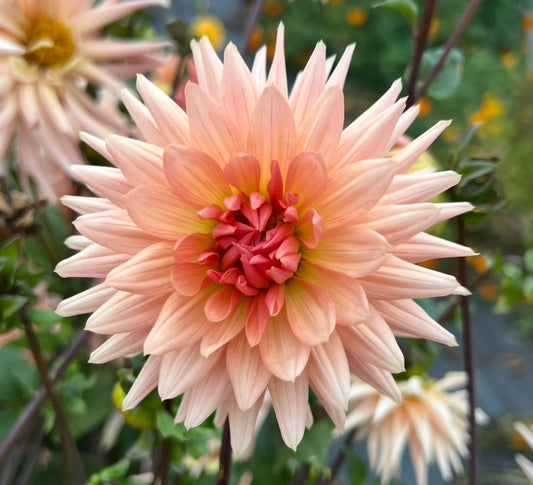 Henriette - Dahlia Tuber