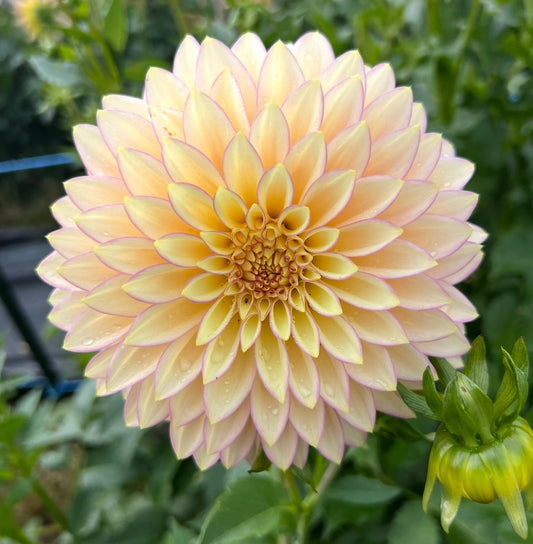 Bloomquist Blush - Dahlia Tuber