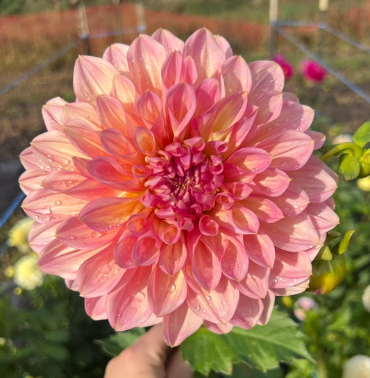 Cameo Peach - Dahlia Tuber
