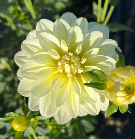 Mission Canary - Dahlia Tuber