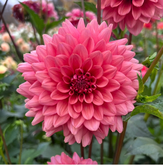 Mystique - Dahlia Tuber