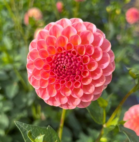 Snoho Jojo - Dahlia Tuber