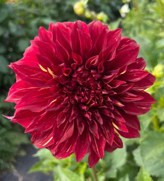 Bohemian Spartacus - Dahlia Tuber