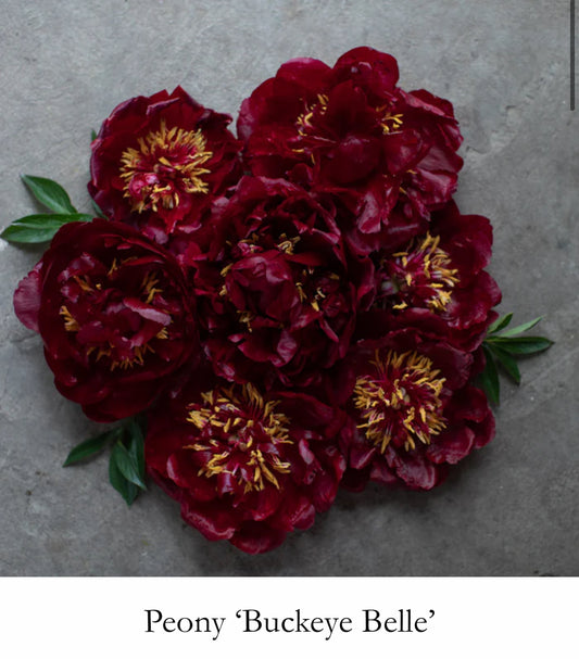 Buckeye Belle - Peony Root